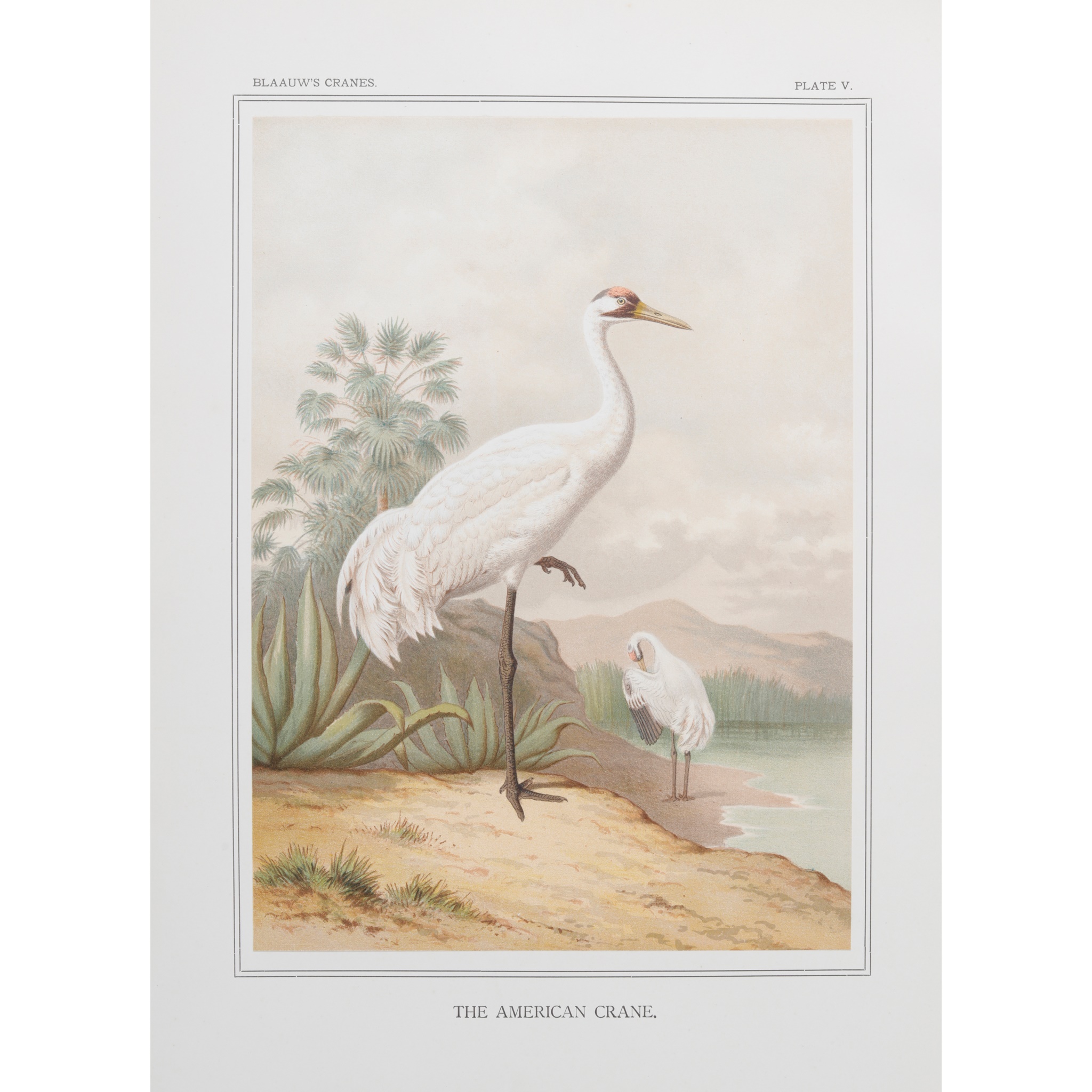 BLAAUW, FRANS ERNST A MONOGRAPH OF THE CRANES